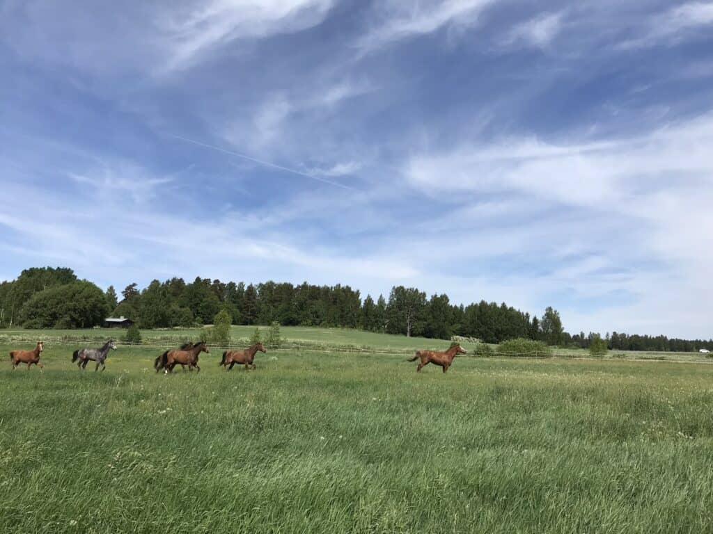 Hevosia ulkoilemassa kesäisessä säässä.